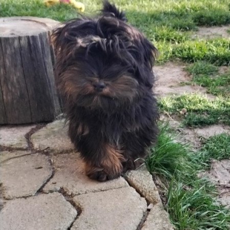 Bichon havanese