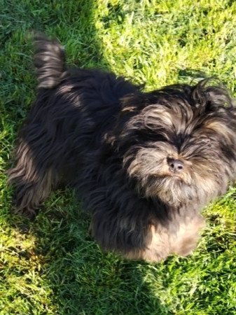 Bichon havanese