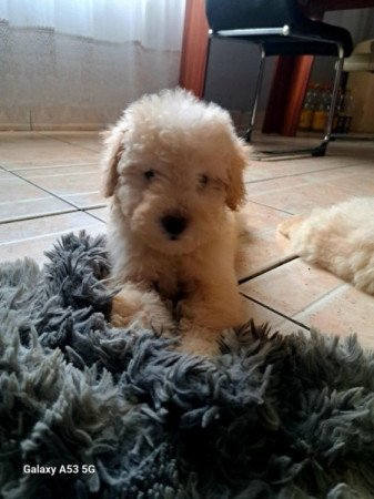 Máltai+uszkár=Maltipoo havanese bichon