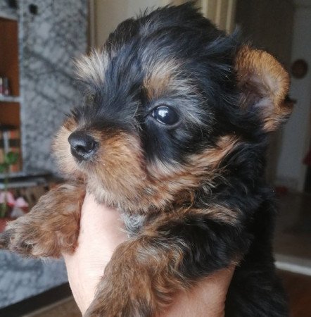 Yorkshire terrier