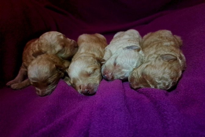 Máltai+uszkár=Maltipoo havanese bichon