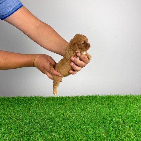 Cavalier King Charles spániel