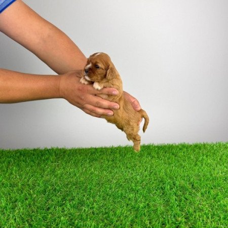 Cavalier King Charles spániel