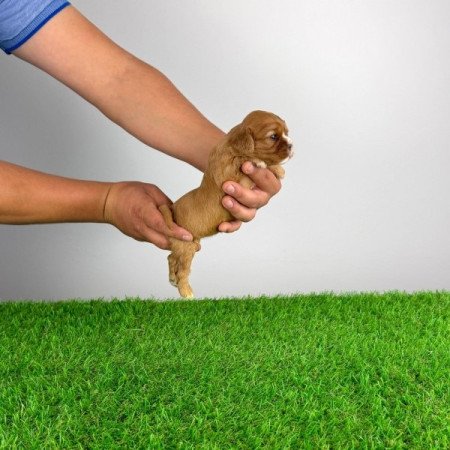 Cavalier King Charles spániel