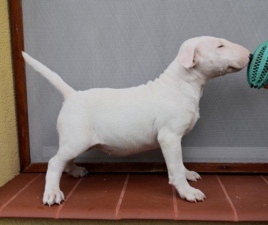 bullterrier
