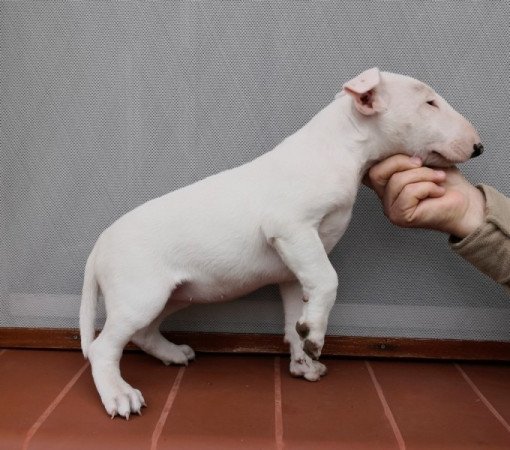 bullterrier