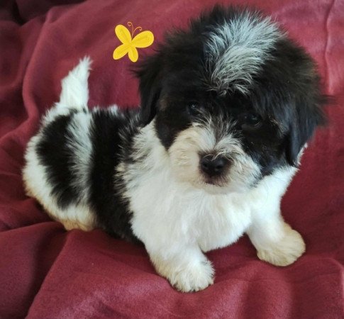 Bichon havanese
