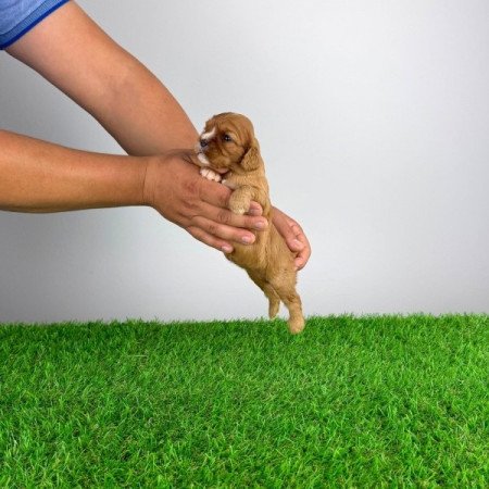 Cavalier King Charles spániel
