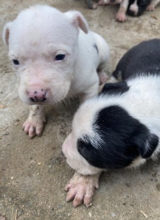 Amerikai staffordshire