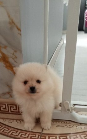 Pomerániai tőrpe spicek