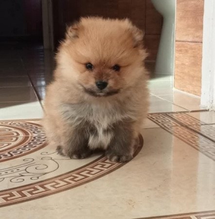 Pomerániai tőrpe spicek