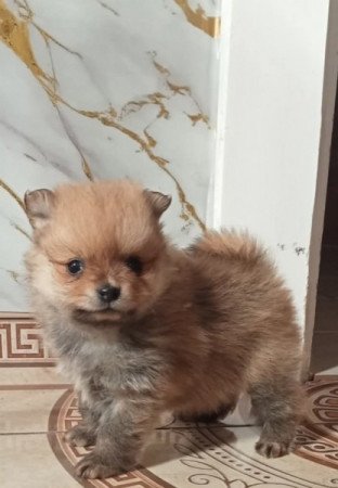 Pomerániai tőrpe spicek