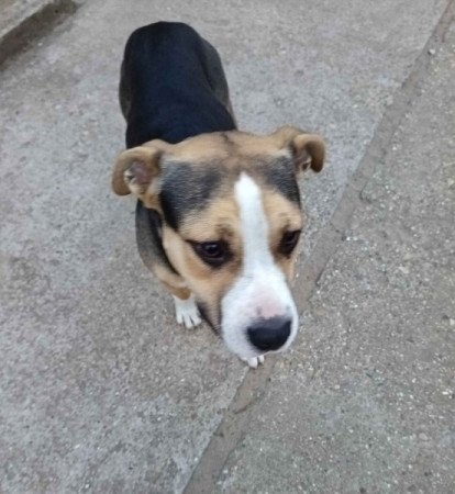 Staffordshire Terrier