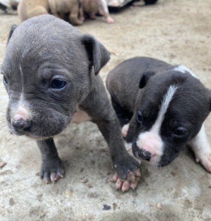 Amerikai staffordshire