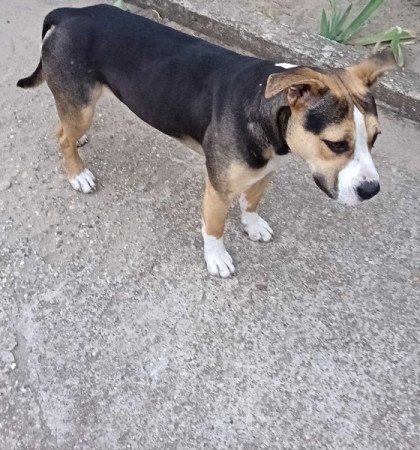 Staffordshire Terrier