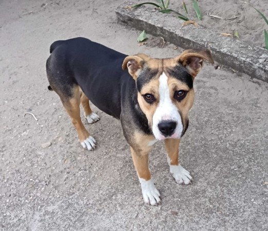 Staffordshire Terrier