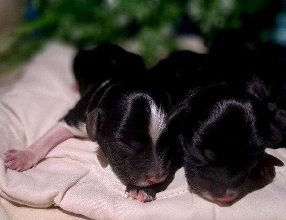 Máltai+uszkár=Maltipoo havanese bichon