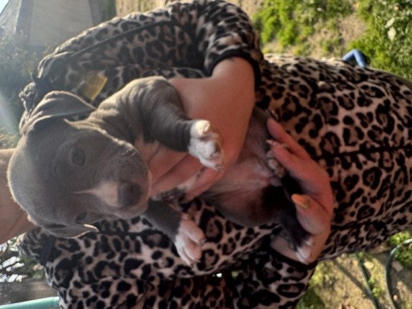 Staffordshire terrier