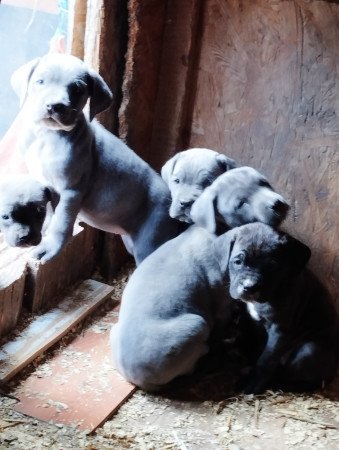 Böhönye Szabadság utca 60