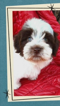 Bichon havanese