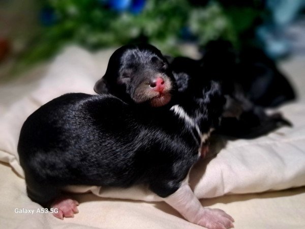 Máltai+uszkár=Maltipoo havanese bichon