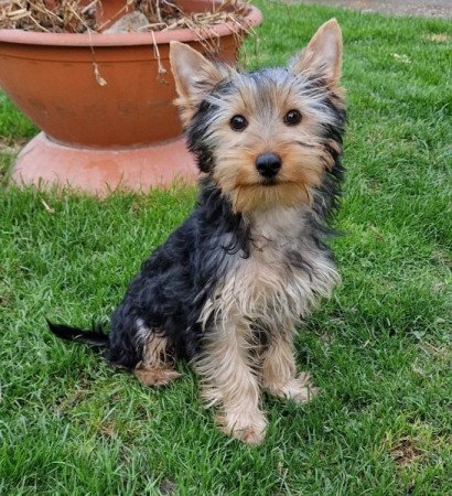 Yorkshire terrier