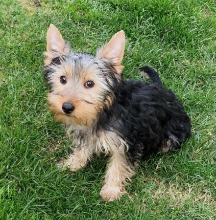 Yorkshire terrier