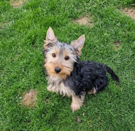 Yorkshire terrier