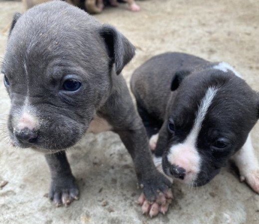 Amerikai staffordshire