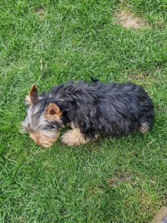 Yorkshire terrier