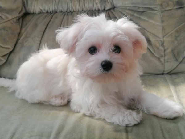 Bichon havanese