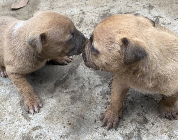 Amerikai staffordshire