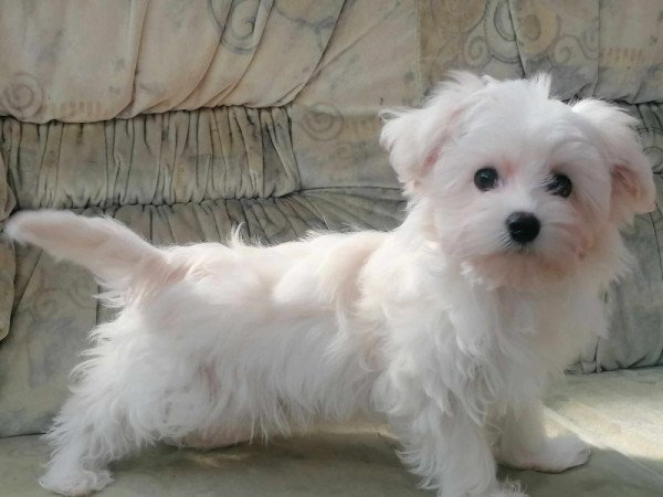 Bichon havanese