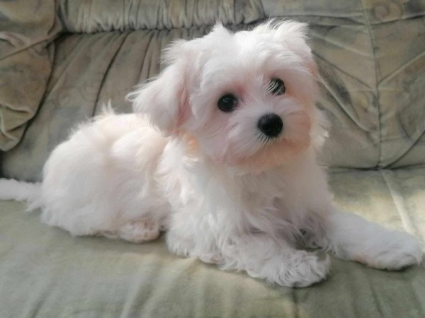 Bichon havanese