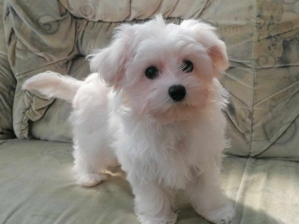 Bichon havanese