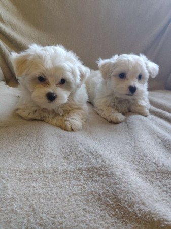 Bichon Havanese