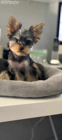 Yorkshire terrier szuka