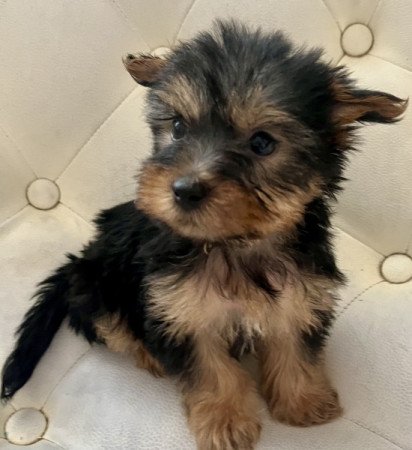 Yorkshire terrier
