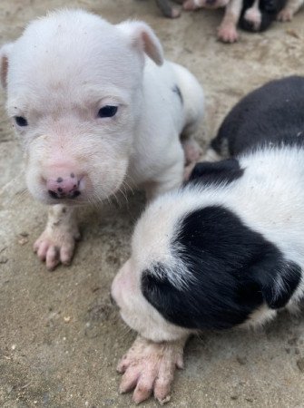 Amerikai staffordshire