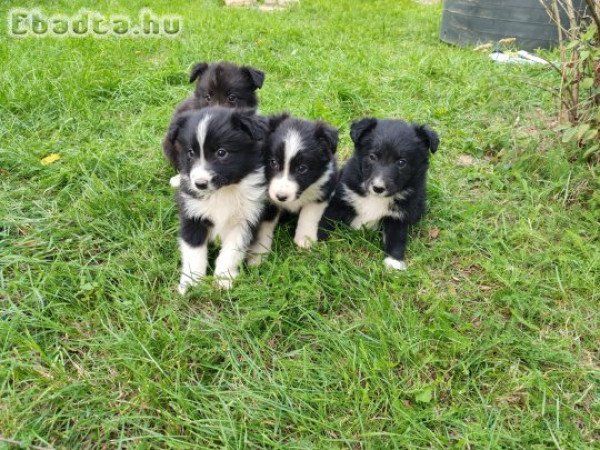 Border collie kiskutyák