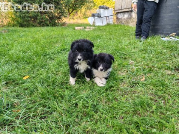 Border collie kiskutyák