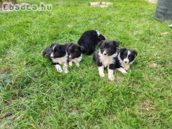 Border collie kiskutyák