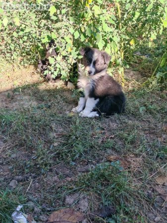 Border collie kiskutyák