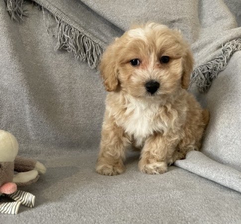 Maltipoo maltai selyem es uszkar