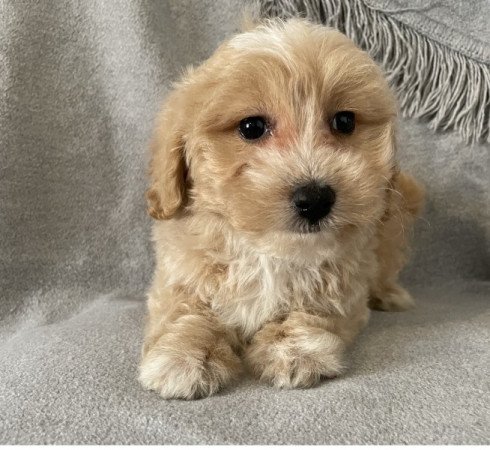 Maltipoo maltai selyem es uszkar