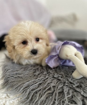 Maltipoo maltai selyem es uszkar