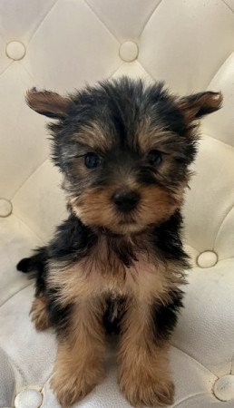 Yorkshire terrier