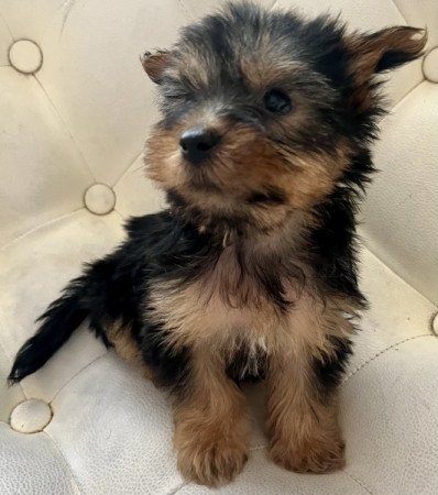 Yorkshire terrier