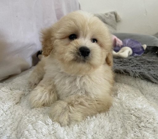 Maltipoo maltai selyem es uszkar