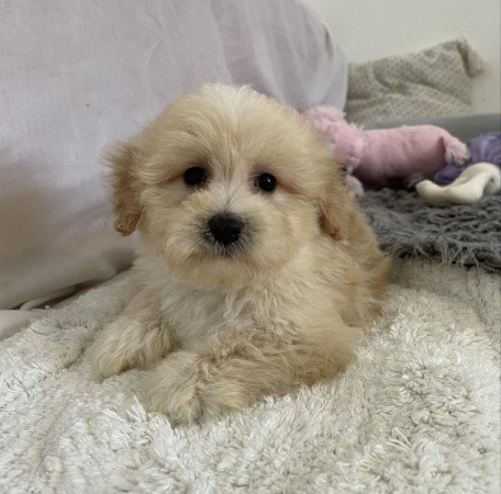 Maltipoo maltai selyem es uszkar